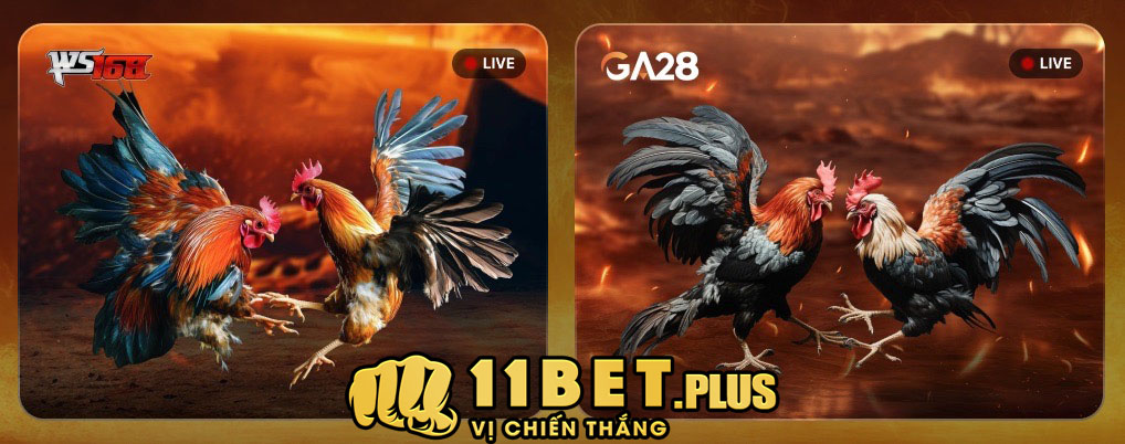 Đa dạng sảnh chơi đá gà 11Bet cung cấp