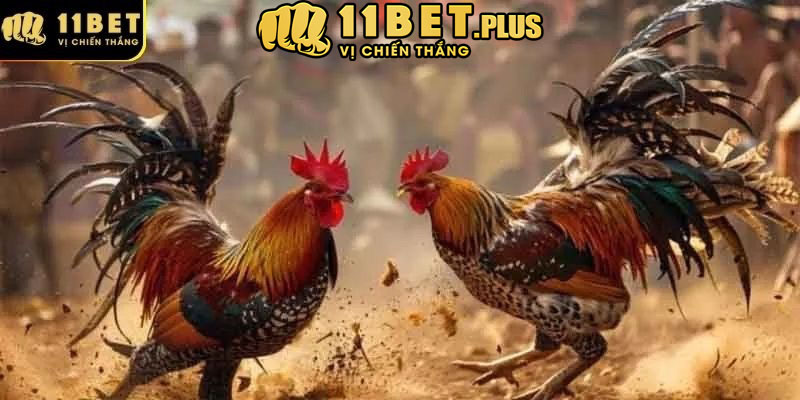 Cách tham gia đá gà tại 11Bet đơn giản