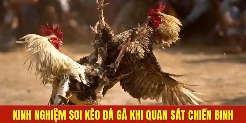 Cách Canh Kèo Đá Gà Online Tại Nhà Cái 11bet Thắng Lớn 