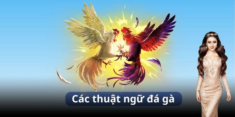 Tổng Hợp Các Thuật Ngữ Đá Gà Anh Em Nên Biết Tại 11bet 